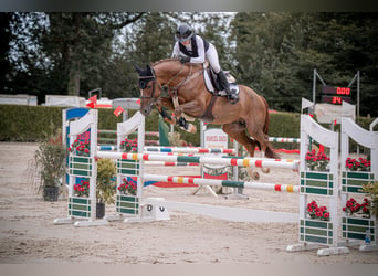 KWPN, Semental, 6 años, 167 cm, Alazán-tostado