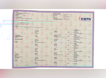 KWPN, Semental, 6 años, 167 cm, Negro