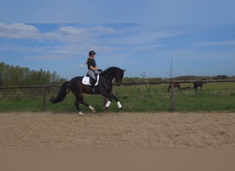KWPN, Semental, 6 años, 176 cm, Castaño oscuro
