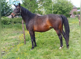 KWPN, Semental, 6 años