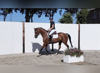 KWPN, Semental, 8 años, 163 cm, Castaño