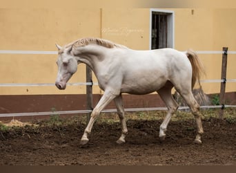 KWPN, Semental, 9 años, 158 cm, Cremello