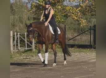 KWPN, Semental, 9 años, 164 cm