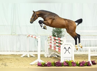 KWPN, Semental, 3 años, 167 cm, Castaño