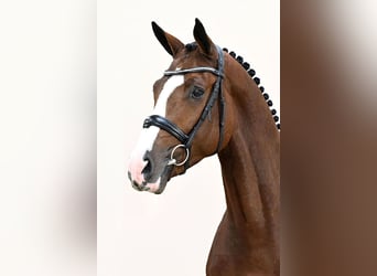 KWPN, Semental, 2 años, 172 cm, Castaño