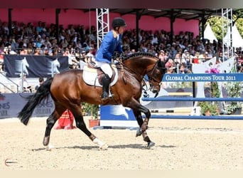 KWPN, Semental, 23 años, 169 cm, Castaño