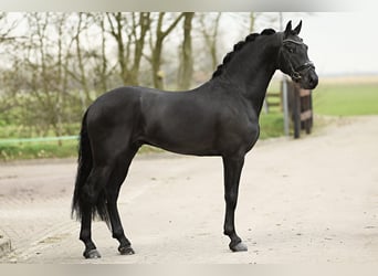 KWPN, Semental, 5 años, 161 cm, Negro