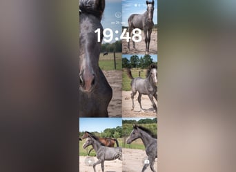 KWPN, Semental, Potro (04/2026), 163 cm, Tordo