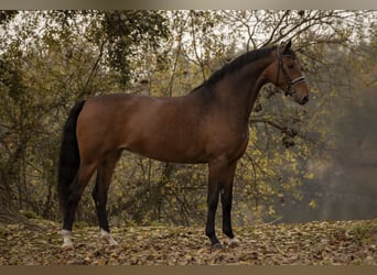 KWPN, Semental, Potro (04/2025), 168 cm, Morcillo