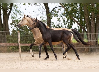 KWPN, Semental, Potro (04/2026), 170 cm