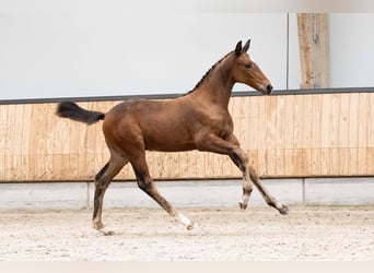 KWPN, Semental, Potro (07/2026), 170 cm, Castaño