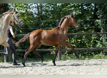 KWPN, Semental, Potro (04/2026), 170 cm, Castaño