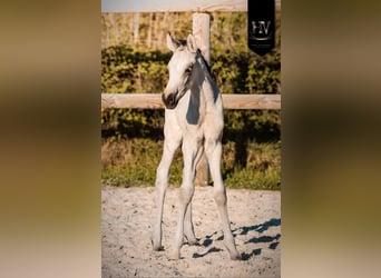 KWPN, Semental, Potro (01/2026), Buckskin/Bayo