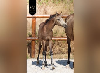 KWPN, Semental, Potro (01/2026), Buckskin/Bayo