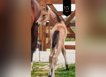 KWPN, Semental, Potro (01/2026), Buckskin/Bayo