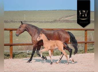 KWPN, Semental, Potro (01/2026), Buckskin/Bayo