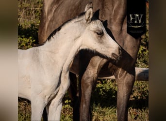 KWPN, Semental, Potro (01/2026), Buckskin/Bayo