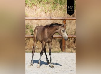 KWPN, Semental, Potro (01/2026), Buckskin/Bayo