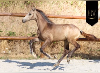KWPN, Semental, Potro (01/2026), Buckskin/Bayo