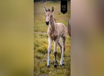 KWPN, Semental, Potro (01/2026), Buckskin/Bayo