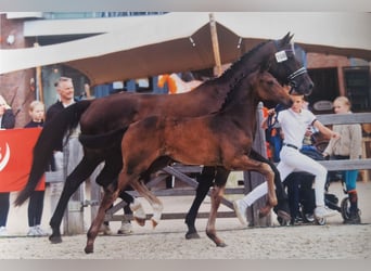 KWPN, Semental, Potro (05/2025)