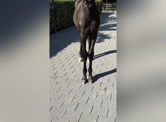 KWPN, Semental, Potro (05/2025), Negro