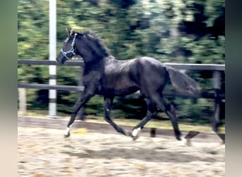 KWPN, Semental, Potro (04/2025), Negro KWPN, Semental, Potro (04/2025), Negro