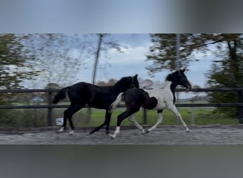 KWPN, Semental, Potro (04/2025), Negro