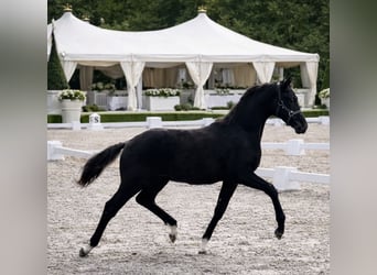 KWPN, Semental, Potro (04/2025), Negro