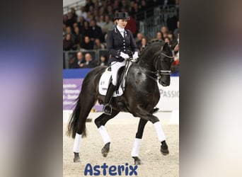 KWPN, Semental, Potro (04/2025), Negro