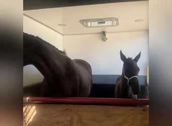 KWPN, Semental, Potro (05/2025), Negro