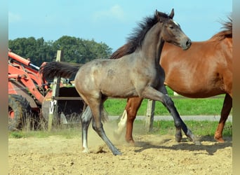 KWPN, Semental, Potro (05/2026), Tordo