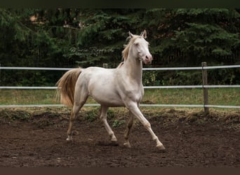 KWPN, Stallion, 10 years, 15.2 hh, Cremello