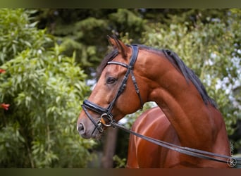 KWPN, Stallion, 10 years, 16,2 hh, Brown