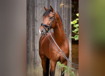 KWPN, Stallion, 10 years, 16,2 hh, Brown