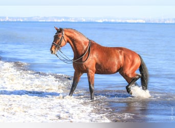 KWPN, Stallion, 10 years, 16,2 hh, Brown