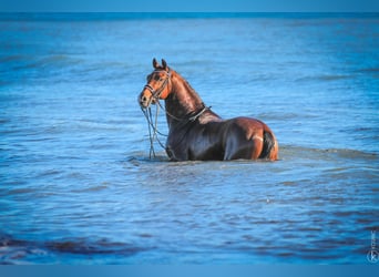 KWPN, Stallion, 10 years, 16,2 hh, Brown
