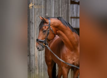 KWPN, Stallion, 10 years, 16,2 hh, Brown