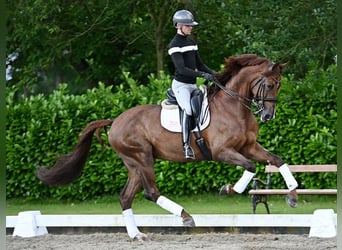KWPN, Stallion, 10 years, 17 hh