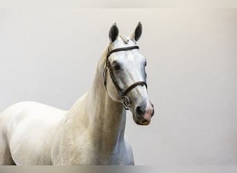 KWPN, Stallion, 10 years, Grullo