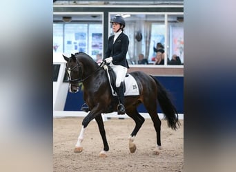 KWPN, Stallion, 11 years, 16 hh, Bay-Dark