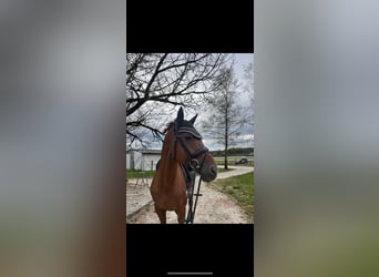 KWPN, Stallion, 12 years, 16.1 hh, Chestnut