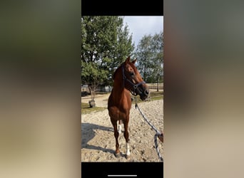 KWPN, Stallion, 12 years, 16.1 hh, Chestnut