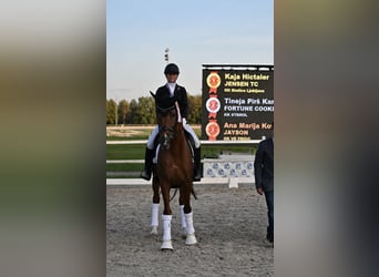 KWPN, Stallion, 12 years, 16.1 hh, Chestnut