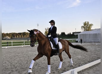 KWPN, Stallion, 12 years, 16.1 hh, Chestnut