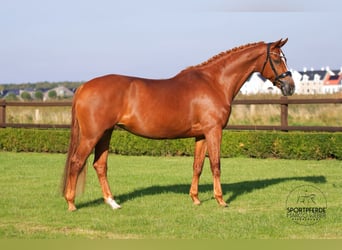 KWPN, Stallion, 12 years, 16,3 hh, Chestnut-Red