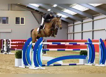 KWPN, Stallion, 13 years, 17 hh, Bay-Dark