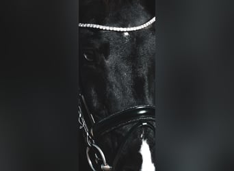 KWPN, Stallion, 14 years, 16,1 hh, Black