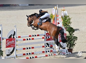 KWPN, Stallion, 14 years, 16 hh, Brown