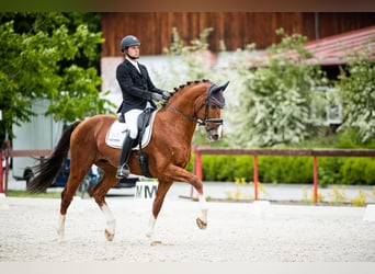 KWPN, Stallion, 14 years, 17 hh, Chestnut-Red